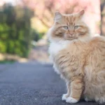 Cute ginger cat street