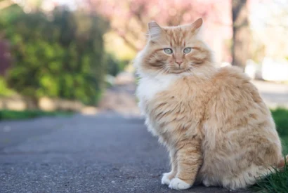 Cute ginger cat street